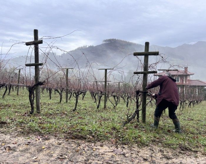 persona en vinedos